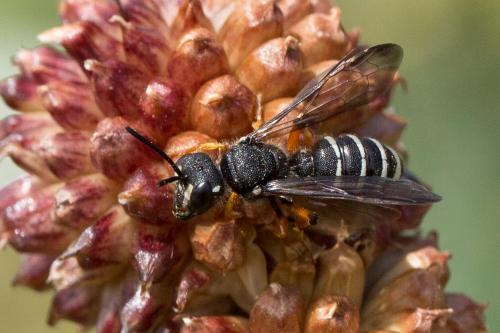 Réf. 267 929 : Cerceris tenuivittata